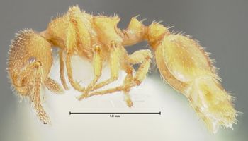 Media type: image;   Entomology 21051 Aspect: habitus lateral view